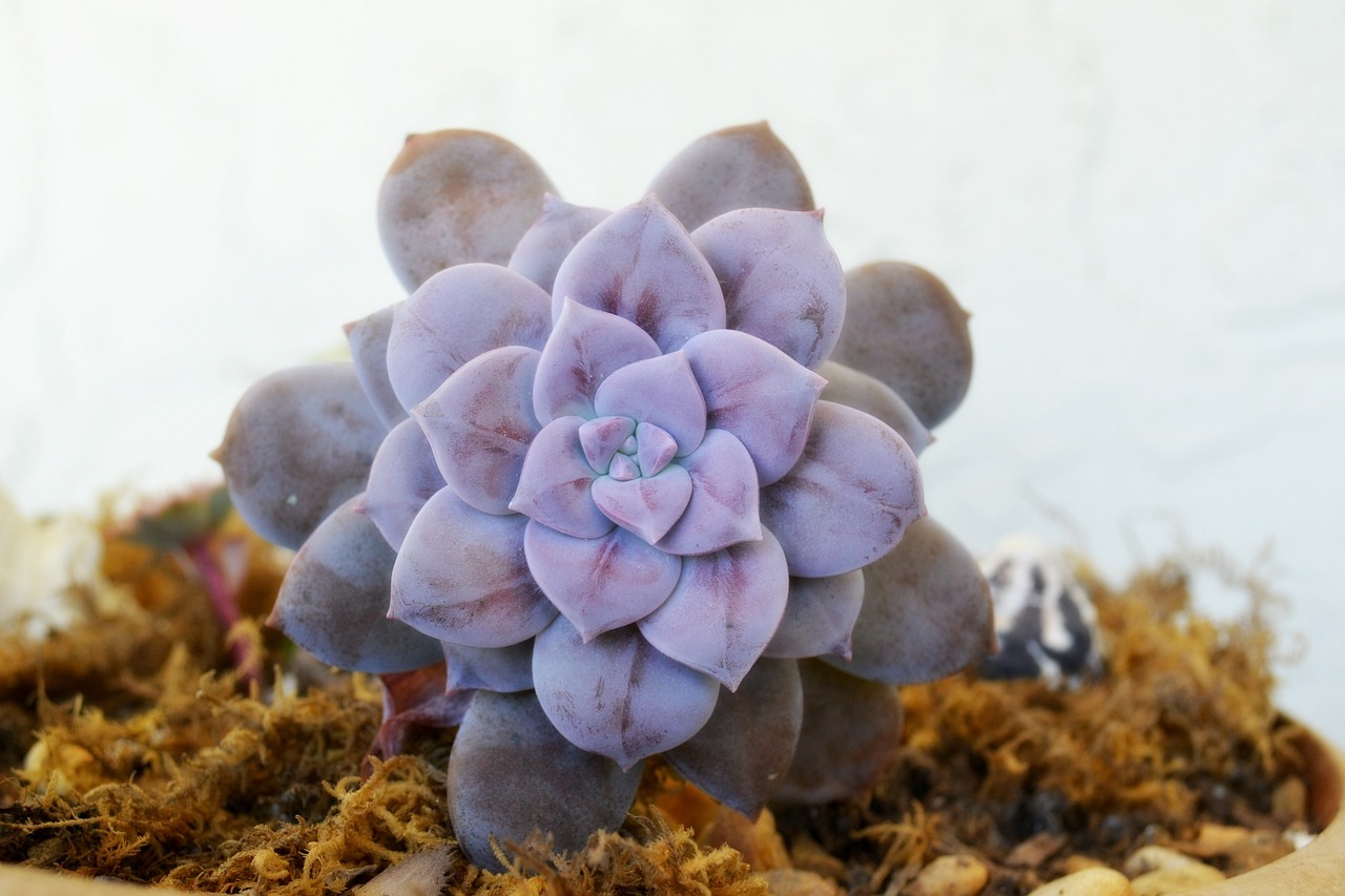 花卉种植设备安全吗？价格如何？——花卉节口号设计花卉栽培设备  第1张